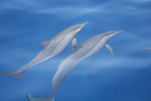 Delfiner mellem Massawa og Suakin